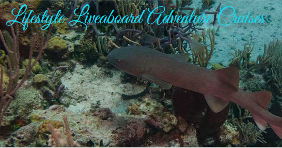 lifestyle liveaboard category