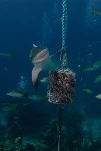 Live Aboard Dive Trip Shark
